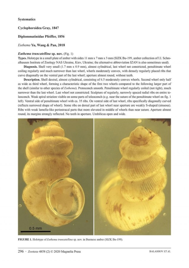 Фрагмент статті Ігоря Балашова у журналі Zootaxa, присвяченій відкриттю нового виду равлика